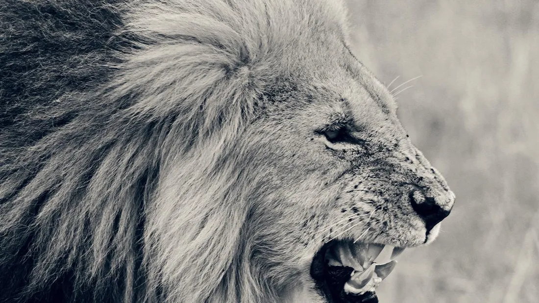 African Lion Theme
