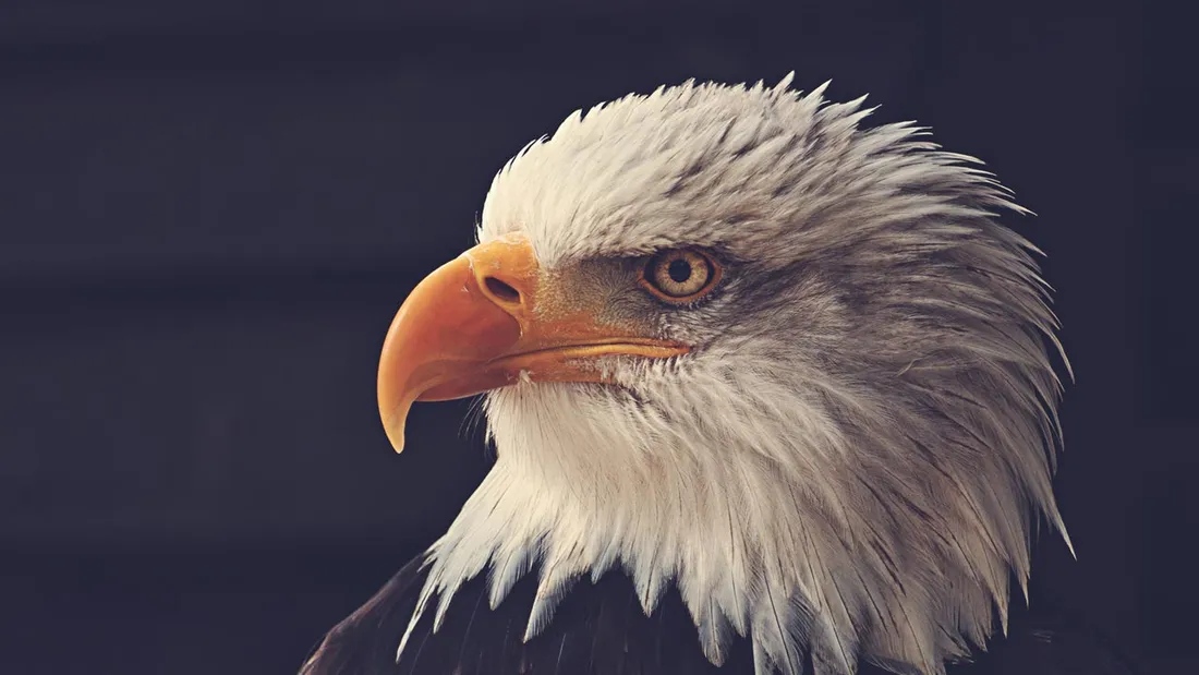 American Eagle Theme