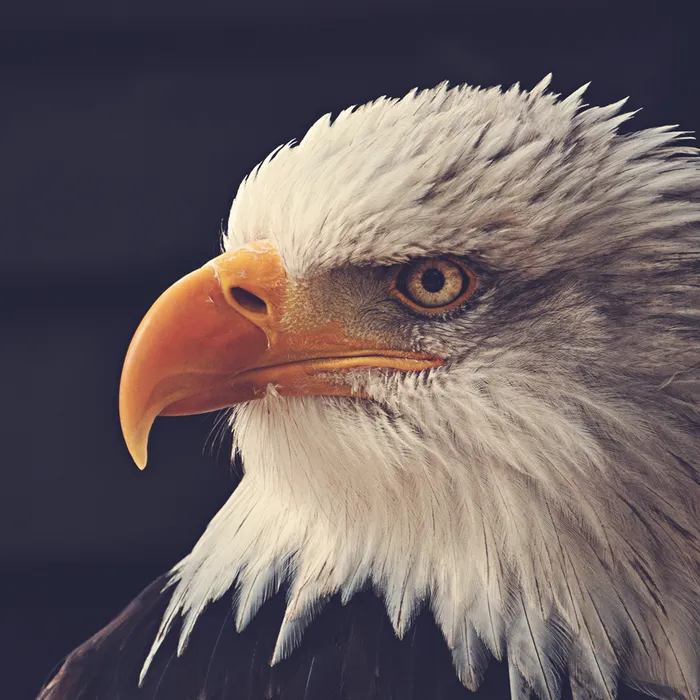 American Eagle Theme