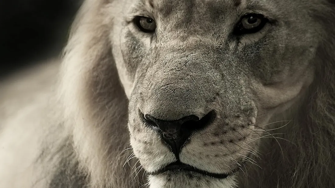 Amazion Lion Theme