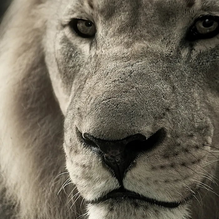 Amazion Lion Theme