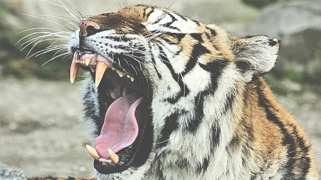 Amazing Tiger Theme