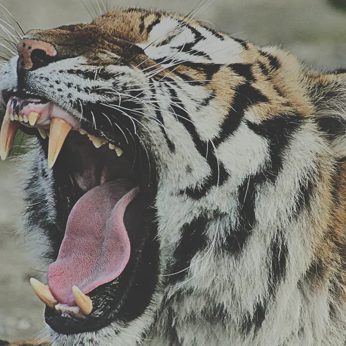 Amazing Tiger Theme