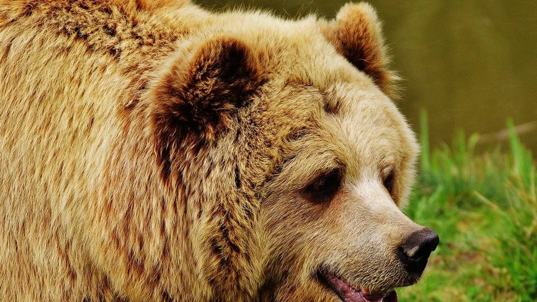 A Brown Bear Theme