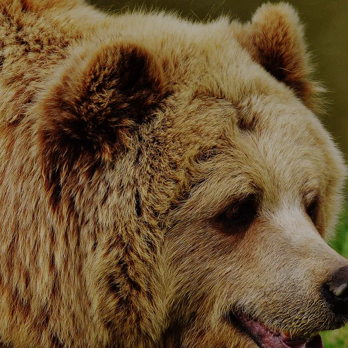 A Brown Bear Theme