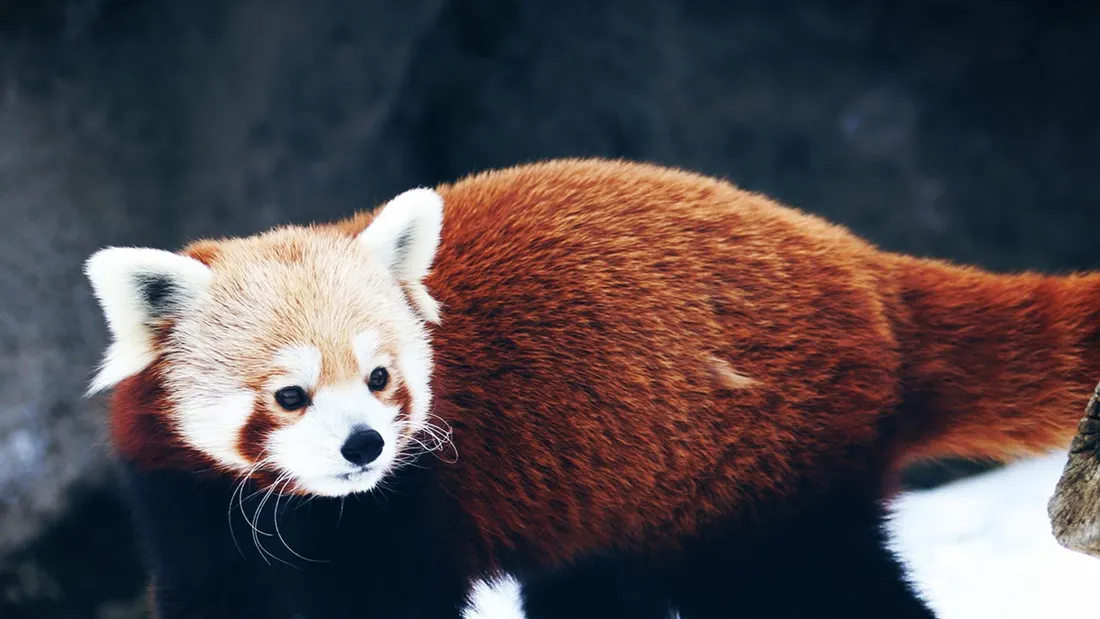 Aaron The Red Panda Theme
