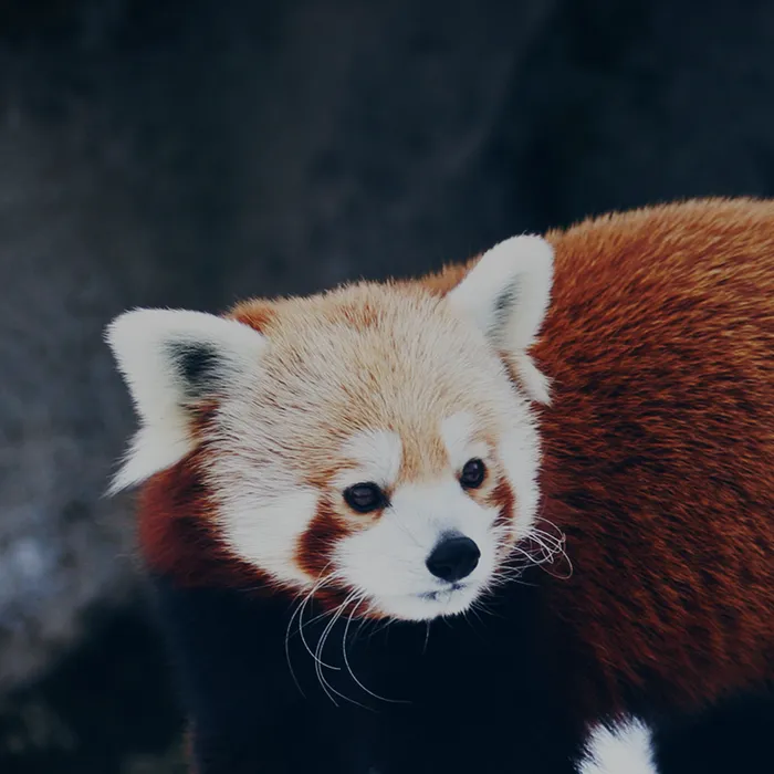 Aaron The Red Panda Theme