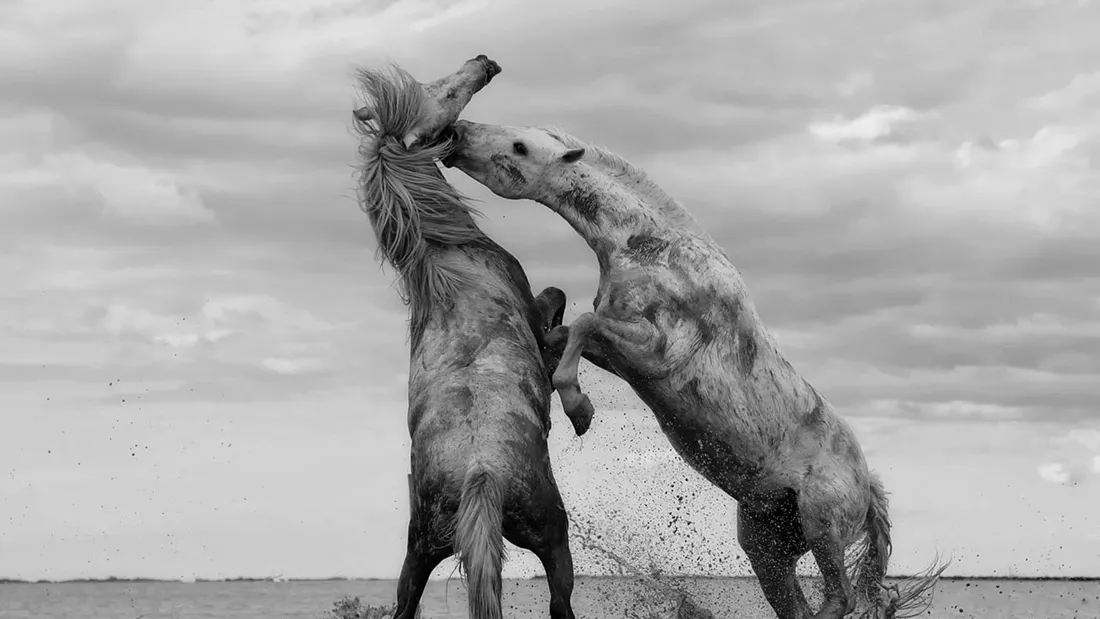 All Horseplay Theme