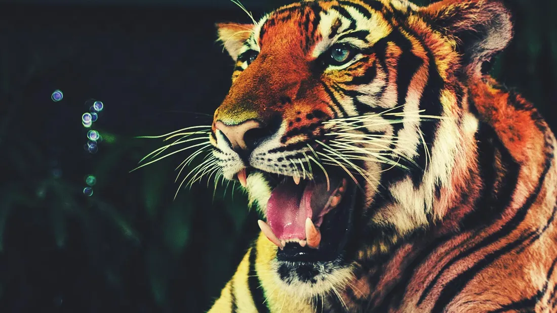 Angry Tiger Theme