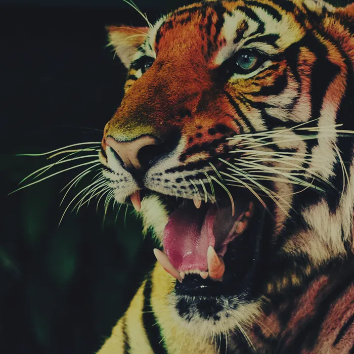 Angry Tiger Theme