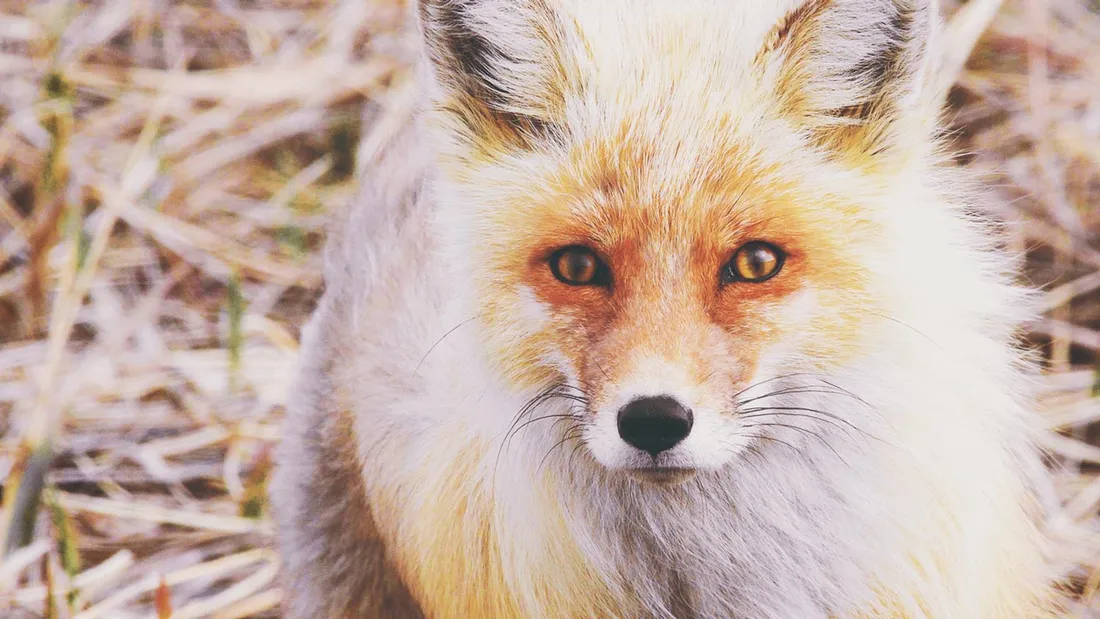 Arctic Fox Theme