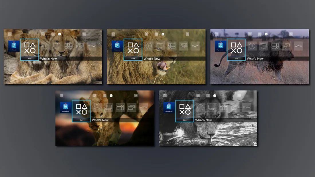 10 Images - African Lions Dynamic Theme