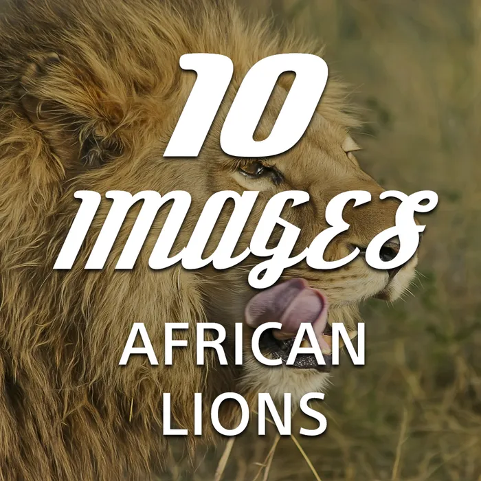 10 Images - African Lions Dynamic Theme