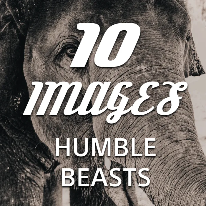 10 Images - Humble Beasts Dynamic Theme