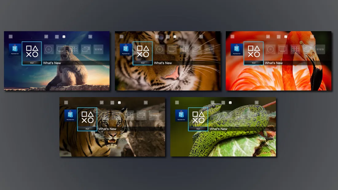 10 Images - Silent Animals Dynamic Theme