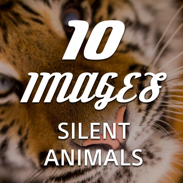 10 Images - Silent Animals Dynamic Theme