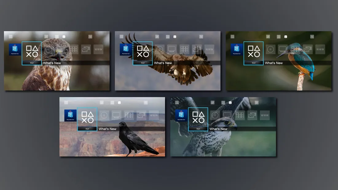10 Images - Birds Are Baller Dynamic Theme