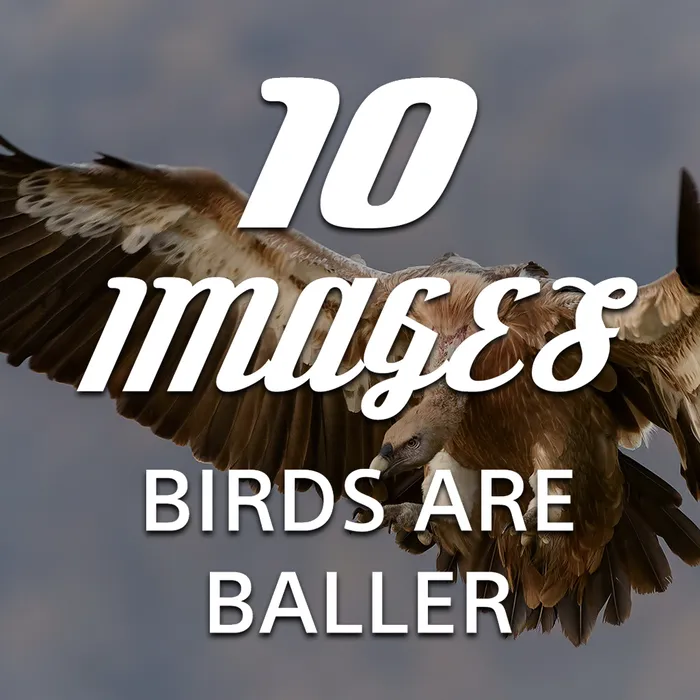 10 Images - Birds Are Baller Dynamic Theme