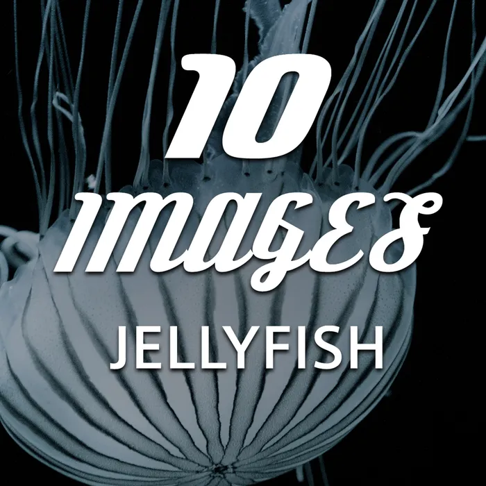 10 Images - Jellyfish Dynamic Theme