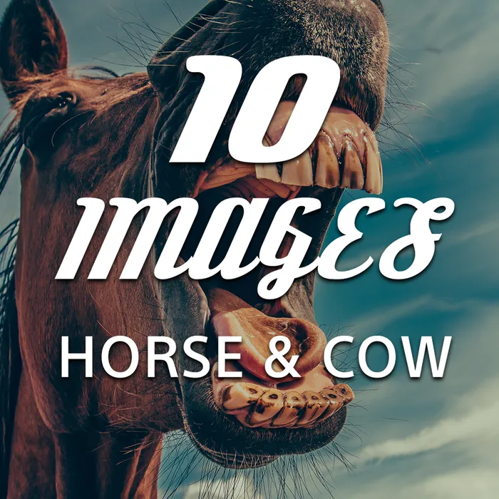 10 Images - Horse & Cow Dynamic Theme