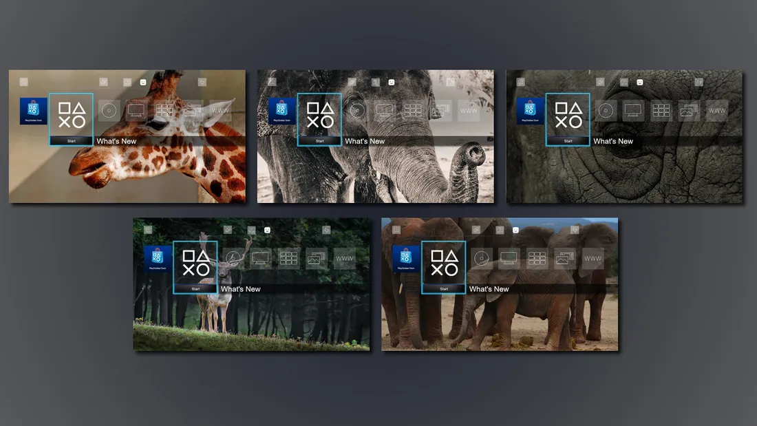 Animal Bundle - 3 Dynamic Themes