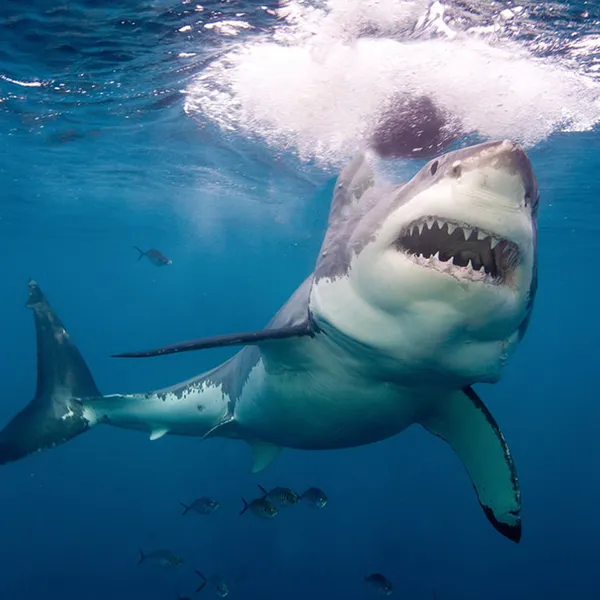 Ancient Shark Avatar