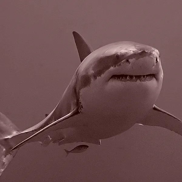 Angry Shark Avatar