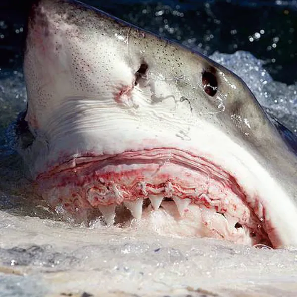 Attack Shark Avatar