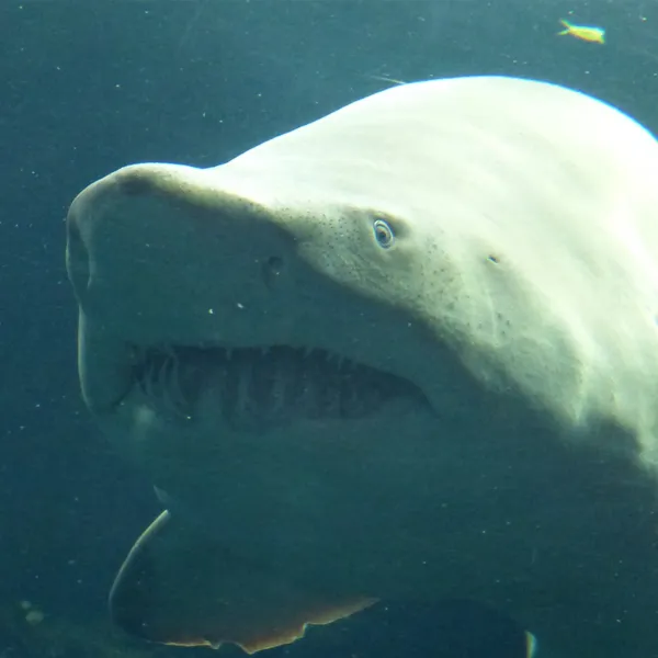 Awkward Shark Avatar